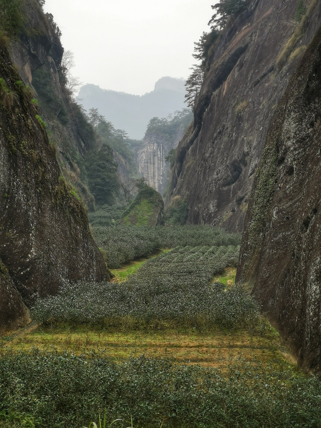 Wuyi mountain tea plantation in Fujian